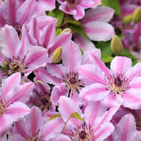 Clematis 