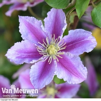 Clematis 
