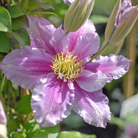 Clematis 