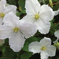Clematis 