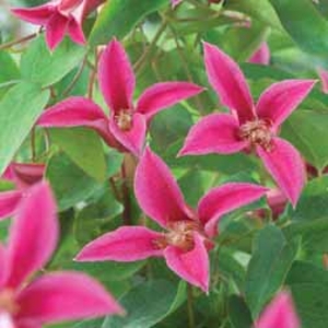 Clematis 