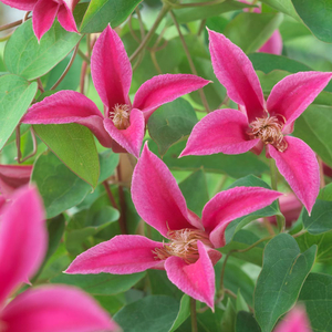 Clematis 