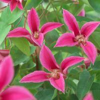 Clematis 
