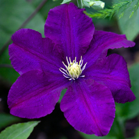 Clematis 