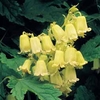 Clematis rehderiana - 2 plants in 7cm pots