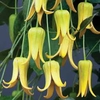 Clematis repens 