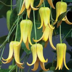 Clematis repens 