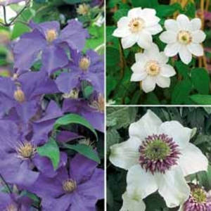 Clematis Trio Collection - 3 plug plants