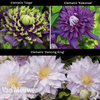 Clematis Trio