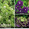 Clematis Trio