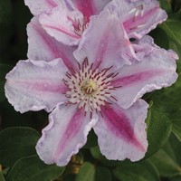 Clematis 