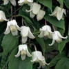 Clematis urophylla 