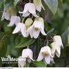 Clematis urophylla 