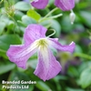 Clematis viticella