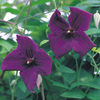 Clematis viticella 