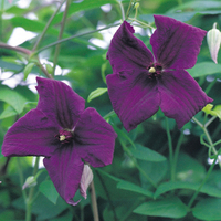 Clematis viticella 
