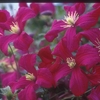 Clematis viticella 