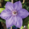 Clematis viticella 