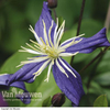 Clematis x aromatica - 2 clematis plants in 7cm pots