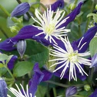 Clematis x aromatica - 3 plants in 7cm pots