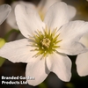 Clematis x cartmanii 