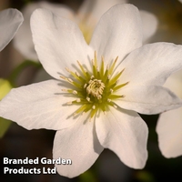 Clematis x cartmanii 