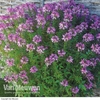 Cleome 