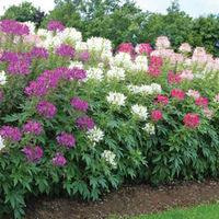 Cleome 