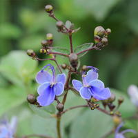 Clerodendron 