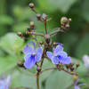 Clerodendron 