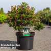 Clethra alnifolia 