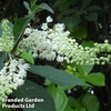 Clethra barbinervis