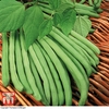 Climbing Bean 