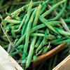 Climbing Bean 