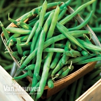 Climbing Bean 