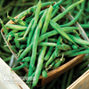 Climbing Bean 