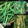 Climbing Bean Collection