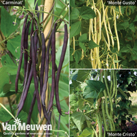 Climbing Bean 