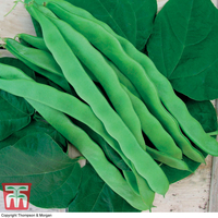 Climbing Bean 
