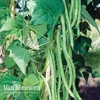 Climbing Bean 