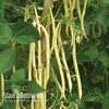 Climbing Bean 