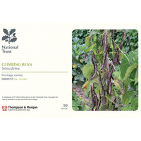 Climbing Bean 