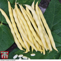 Climbing Bean 