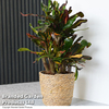 Codiaeum variegatum 