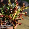 Codiaeum variegatum 