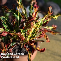 Codiaeum variegatum 