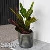 Codiaeum variegatum var. pictum 
