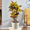 Codiaeum variegatum var. pictum 