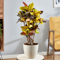 Codiaeum variegatum var. pictum 