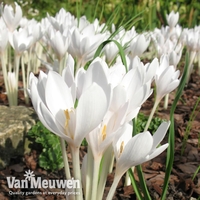 Colchicum autumnale 